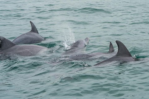 Noosa Oceanrider Scenic Dolphin Safari - Inverell Accommodation 3
