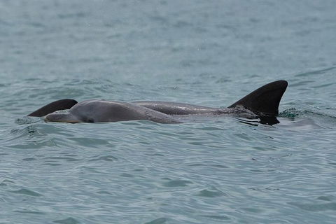 Noosa Oceanrider Scenic Dolphin Safari - Inverell Accommodation 4