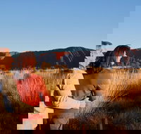 Uluru Sunrise and Kata Tjuta Half Day Trip - Inverell Accommodation
