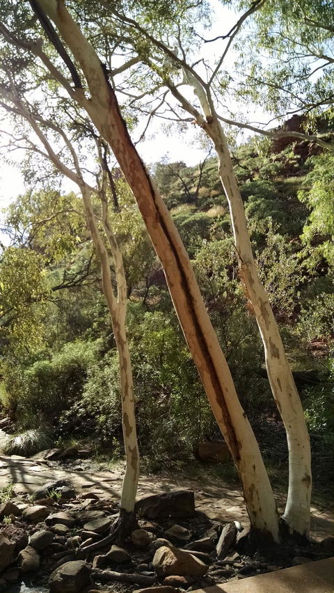 3-Day Tour From Uluru (Ayers Rock) To Alice Springs Via Kings Canyon - Inverell Accommodation 5