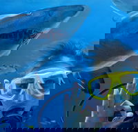 Shark Dive Xtreme at SEA LIFE Sydney Aquarium - Inverell Accommodation