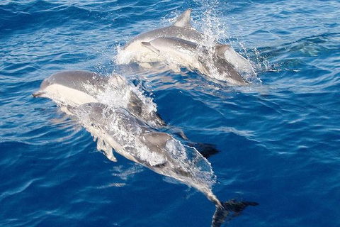 Port Stephens Day Tour From Sydney Including 4WD, Sandboarding And Dolphins - Inverell Accommodation 0