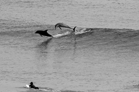 7-Day Byron Bay, Evans Head And Moonee Beach Surf Safari From Brisbane, Gold Coast Or Byron Bay - Inverell Accommodation 6