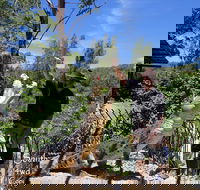 Private Shoalhaven Zoo Experience from Sydney - Inverell Accommodation