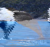 Whale Watching Jervis Bay - Inverell Accommodation