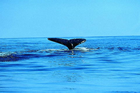 Whale Watching By Sea Kayak In Batemans Bay - Inverell Accommodation 1