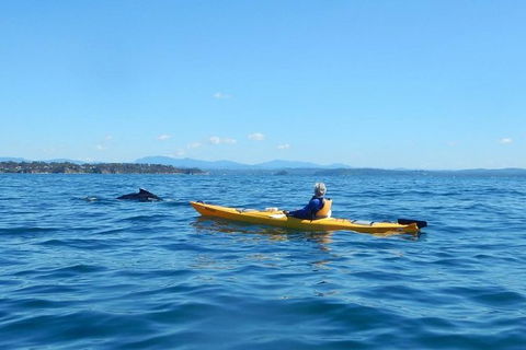 Whale Watching By Sea Kayak In Batemans Bay - Inverell Accommodation 2