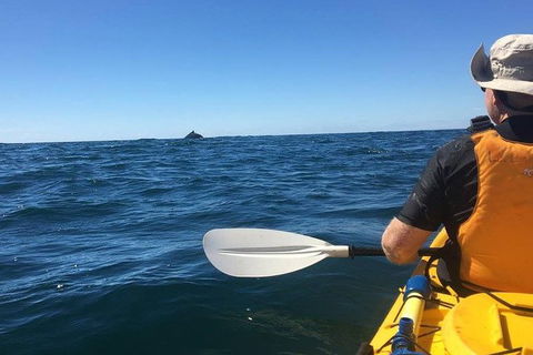 Whale Watching By Sea Kayak In Batemans Bay - Inverell Accommodation 7