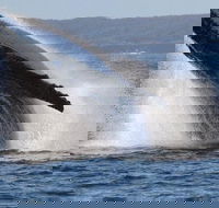 Jervis Bay Whale Watching Tour - Inverell Accommodation