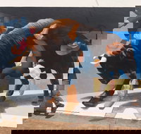 Big Bull Mural - Inverell Accommodation