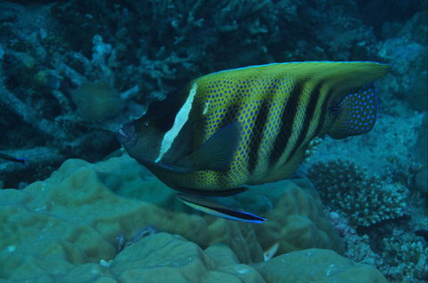 Frankland Islands Dive Site - Inverell Accommodation 0