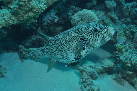 Frankland Islands Dive Site - Inverell Accommodation 1