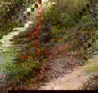 Great North walk - Brisbane Water National Park - Inverell Accommodation