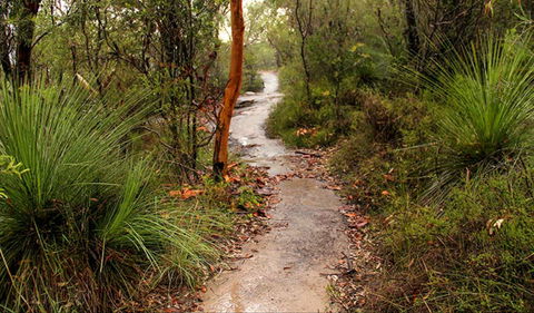 Great North Walk - Brisbane Water National Park - Inverell Accommodation 0
