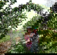 Harben Vale Pick Your Own Cherries - Inverell Accommodation