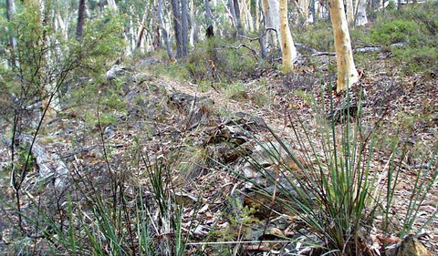 Historic Water Race Walking Track - Inverell Accommodation 0