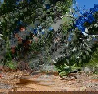 Scorpion Trail Kalamunda Mountain Bike Trails - Inverell Accommodation