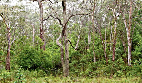 Scutts Hut Trail - Inverell Accommodation 0