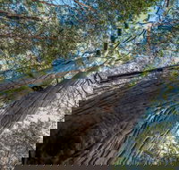 Wallumatta Nature Reserve - Inverell Accommodation