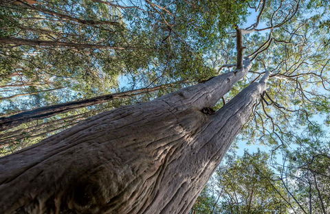 Wallumatta Nature Reserve - Inverell Accommodation 0