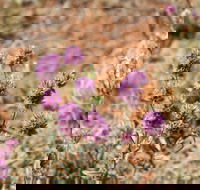 Walpa Gorge walk - Inverell Accommodation