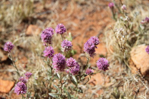 Walpa Gorge Walk - Inverell Accommodation 0