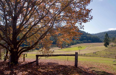 Yengo National Park - Inverell Accommodation 1