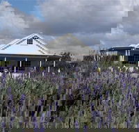 Amandine Lavender - Inverell Accommodation