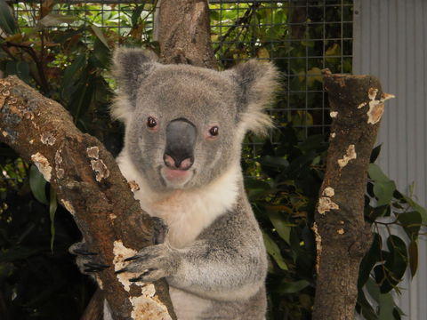 Birdland Animal Park - Inverell Accommodation 0
