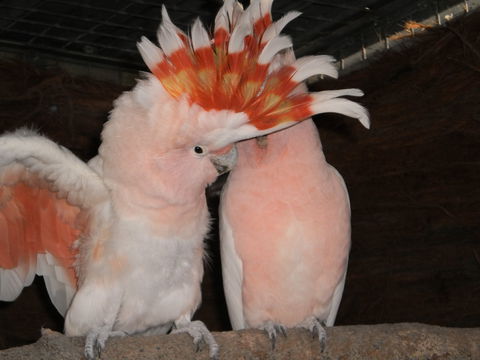 Birdland Animal Park - Inverell Accommodation 1