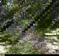 Karloo Walking Track - Inverell Accommodation