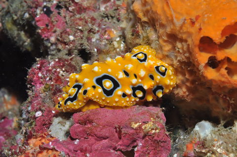 Magic Mountain Dive Site - Inverell Accommodation 0