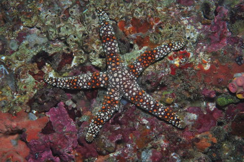 Magic Mountain Dive Site - Inverell Accommodation 1