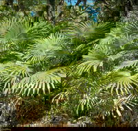 Mungo Rainforest Walk - Inverell Accommodation