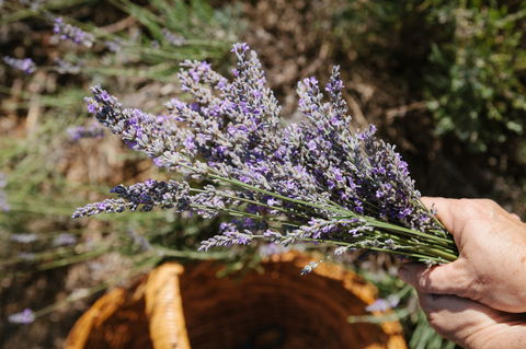 Nannup Lavender Farm - Inverell Accommodation 2
