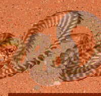 Red Desert Reptiles - Inverell Accommodation