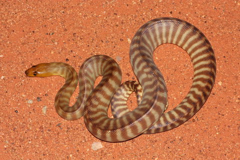 Red Desert Reptiles - Inverell Accommodation 0
