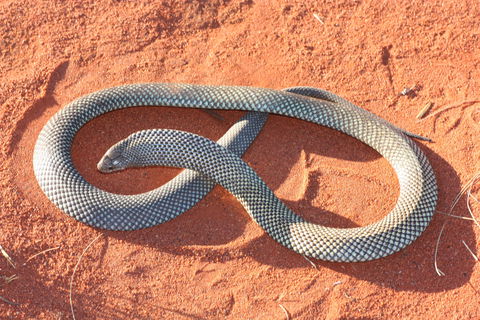 Red Desert Reptiles - Inverell Accommodation 1