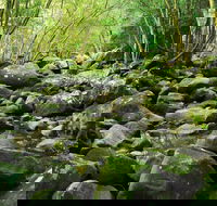 Wodi Wodi Walking Track - Inverell Accommodation