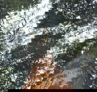 Bird Tree and Benaroon - Inverell Accommodation