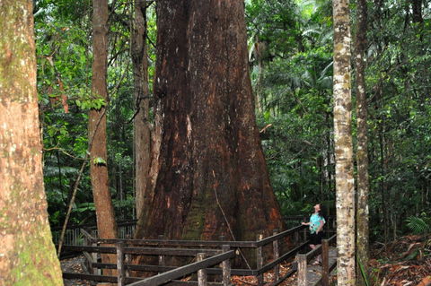 Bird Tree And Benaroon - Inverell Accommodation 1