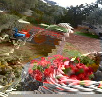 Blue Hills Berries and Cherries - Inverell Accommodation
