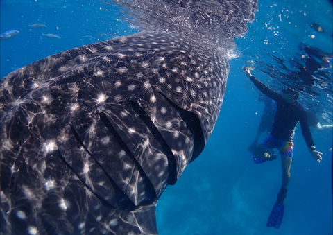 Coastal Water Dive - Inverell Accommodation 0