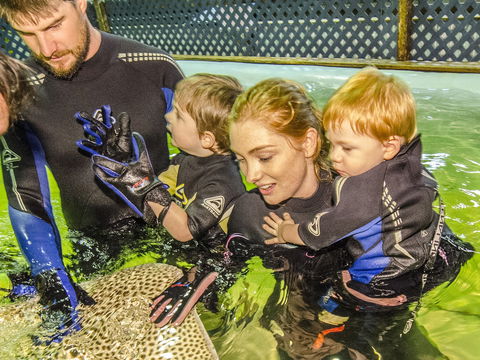 Irukandji Shark And Ray Encounters - Inverell Accommodation 1