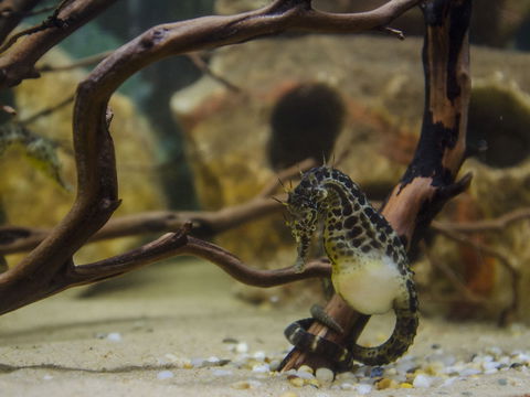 Irukandji Shark And Ray Encounters - Inverell Accommodation 2