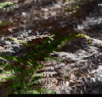 Langwarrin Flora and Fauna Reserve Walking Trails - Inverell Accommodation