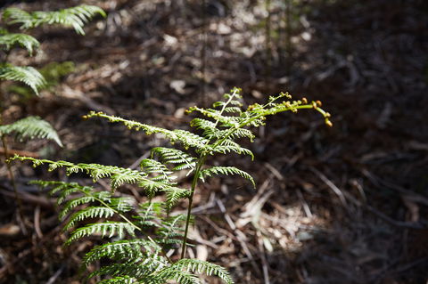 Langwarrin Flora And Fauna Reserve Walking Trails - Inverell Accommodation 0