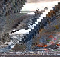 Wirrimbirra Sanctuary - Inverell Accommodation