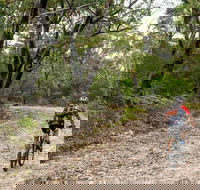 Cawleys Road trail - Inverell Accommodation