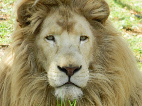 Darling Downs Zoo - Inverell Accommodation 0